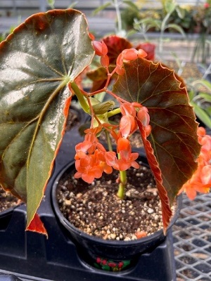 BEGONIA lunaris E.L. Jacques